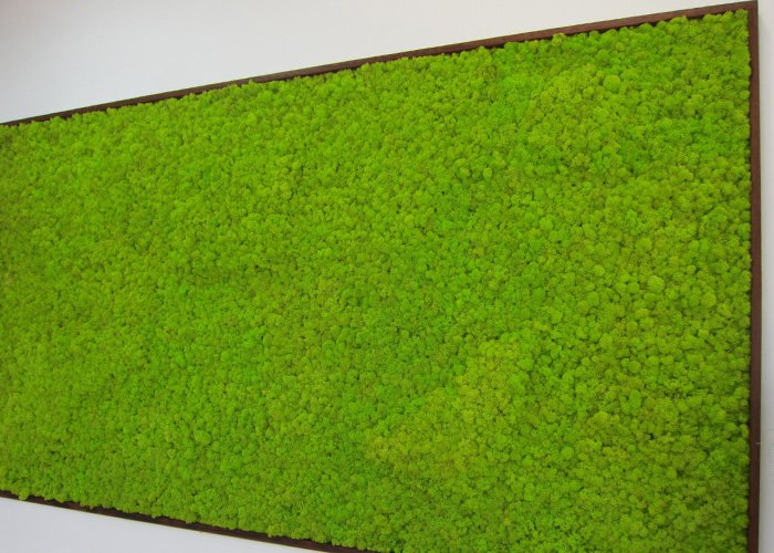 moss-wall-plantscapes