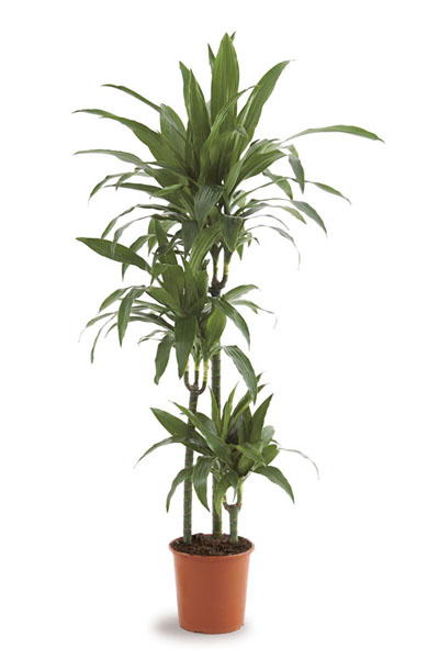 dracaena-janet-craig-plantscapes