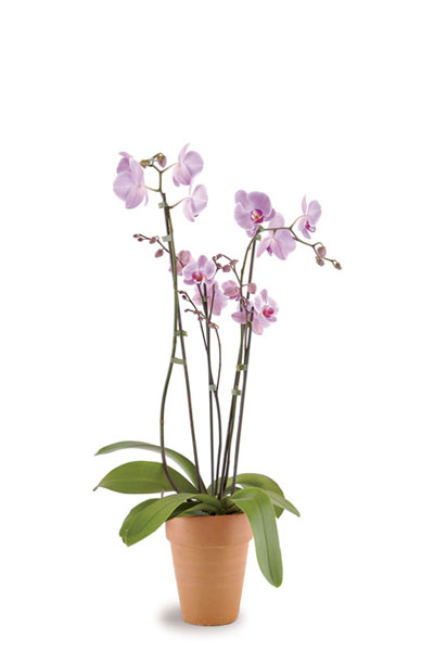 Phalaenopsis-Orchid-plantscapes