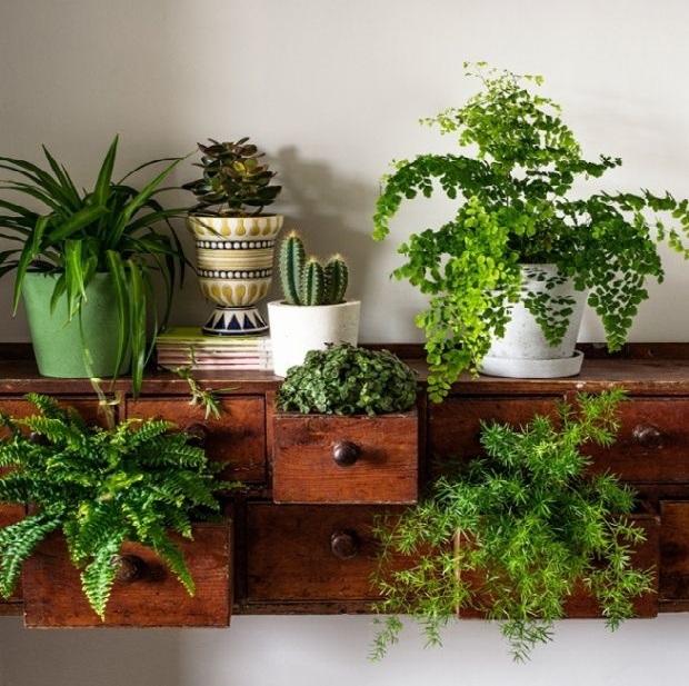 Benefits of Indoor Plants