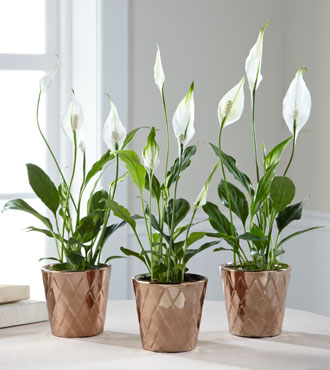 Plant of the Month: Peace Lily (Spathiphyllum):