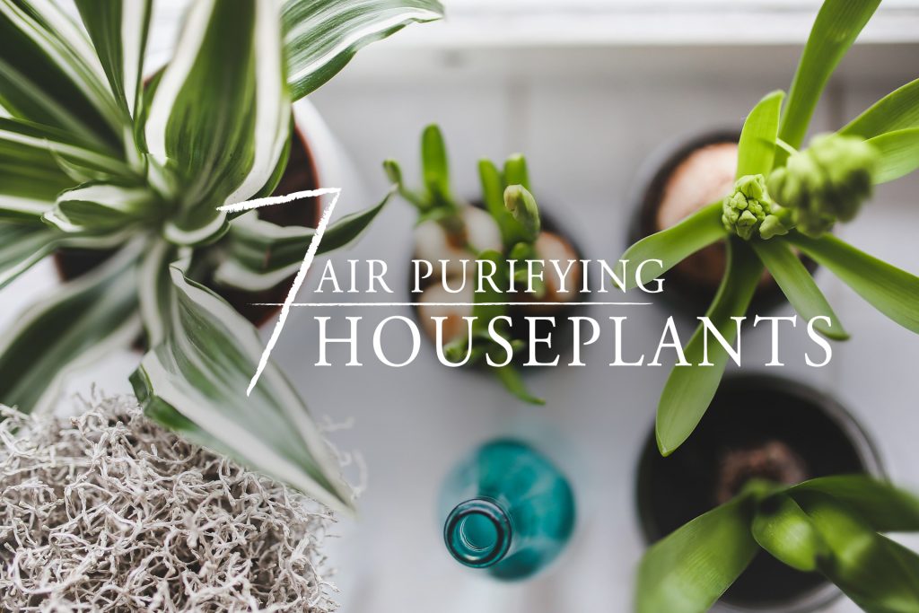 Bring Natural Purifiers home