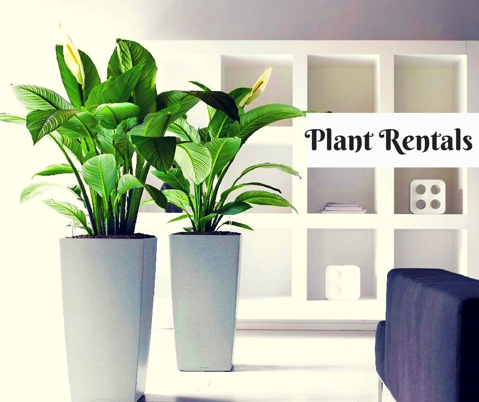 Plant Rentals