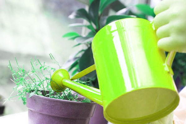 Best Indoor Plant Maintenance in UAE | Outdoor Plant Maintenance