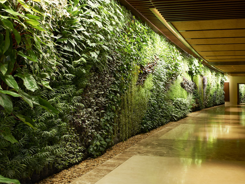 green-wall-plantscapes
