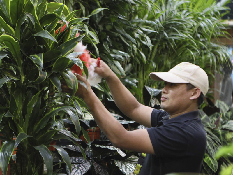 indoor-plant-maintenance