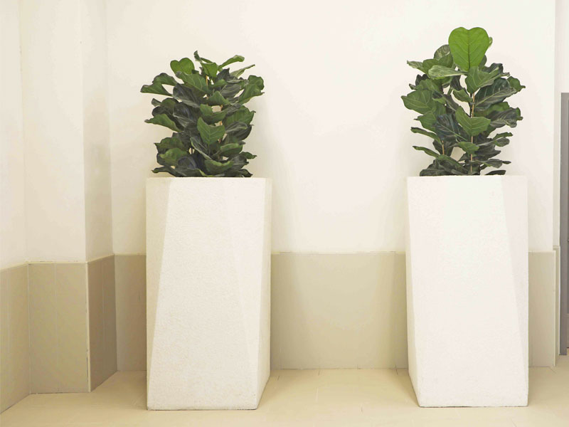 the-point-project-plantscapes