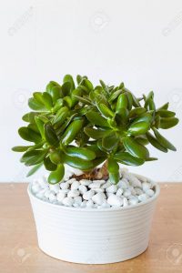 75557306 houseplant crassula ovata jade plant money tree in white pot