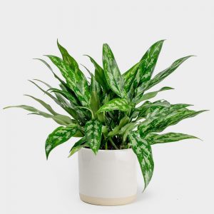 Aglaonema Mari