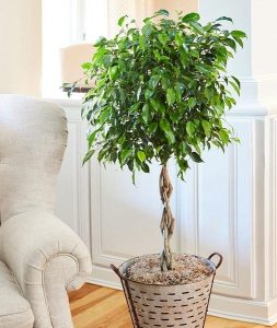 Braided Benjamina ficus FBB 2 grande e1602154011401