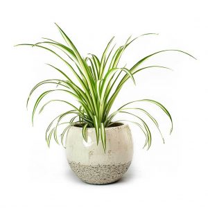 Chlorophytum Vittatum Femme Ivory Plant Pot 2000x