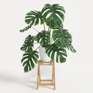 Monstera nutrigrower 2920694