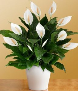 peace lilies flowers plants jpg 500x500 1