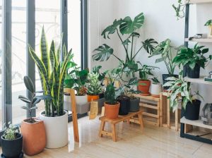 10 of the Best Indoor Plants in the . for Your Office & Home |  Plantscapes