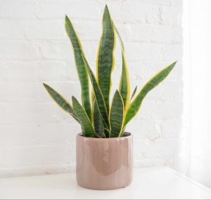 snake plant care overview 1902772 04 76c211bb8d1b461e8af30a68b6169535 e1602145954286