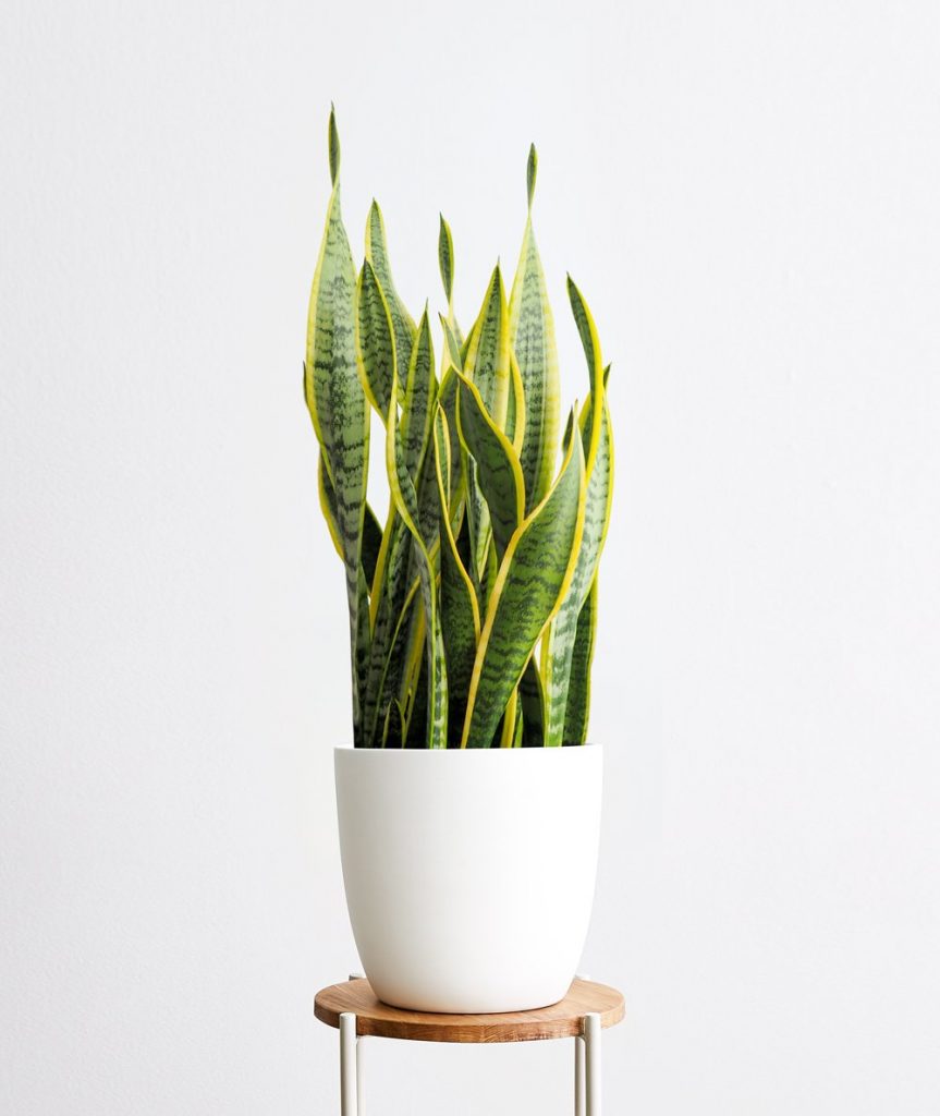 snake plant - plantscapes