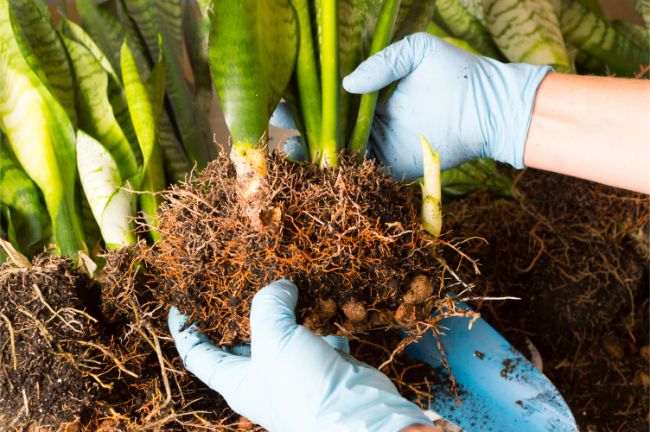 snake plant propagation 13