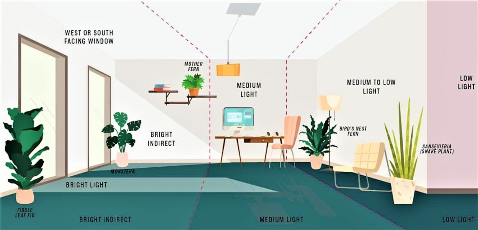 Understanding Lighting Requirements for Indoor Plants sep Plantscapes