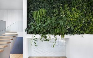 Indoor Living Wall