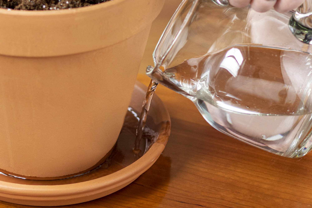 how to water your plant