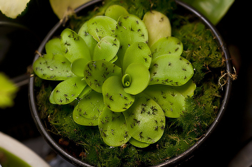 Fungus gnats