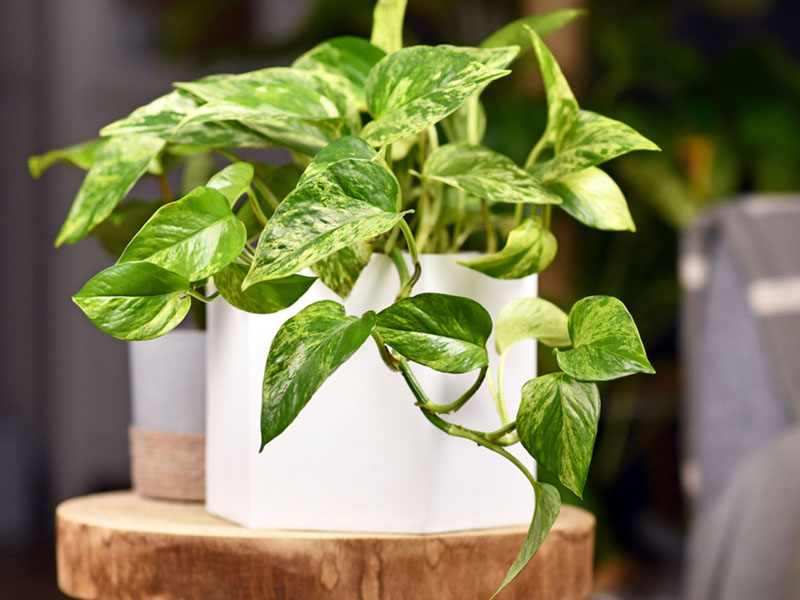 Golden-pothos-for-greenwall