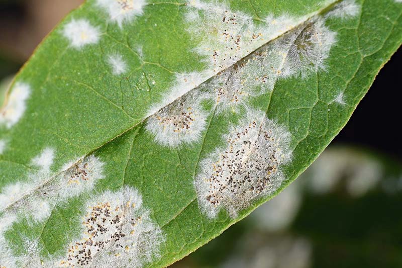 Powdery Mildew