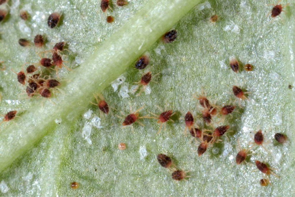 Spider Mites