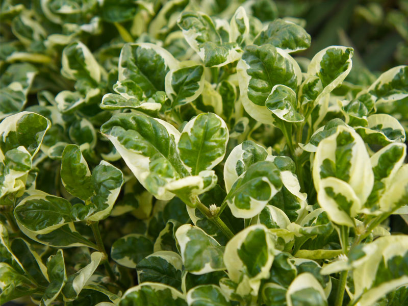 alternanthera variegated for greenwall