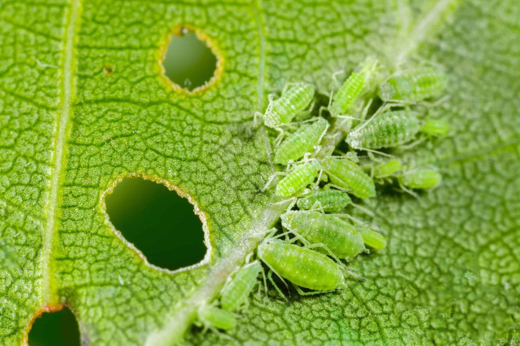 aphids