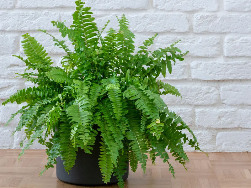 boston fern for greenwall