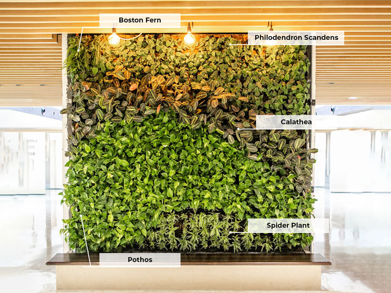 indoor greenwall plants