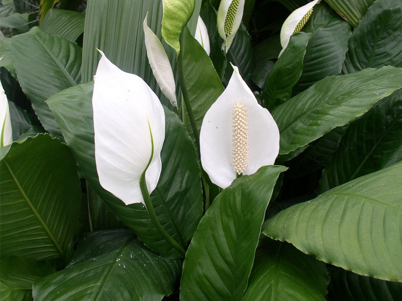 spathiphyllum for greenwall