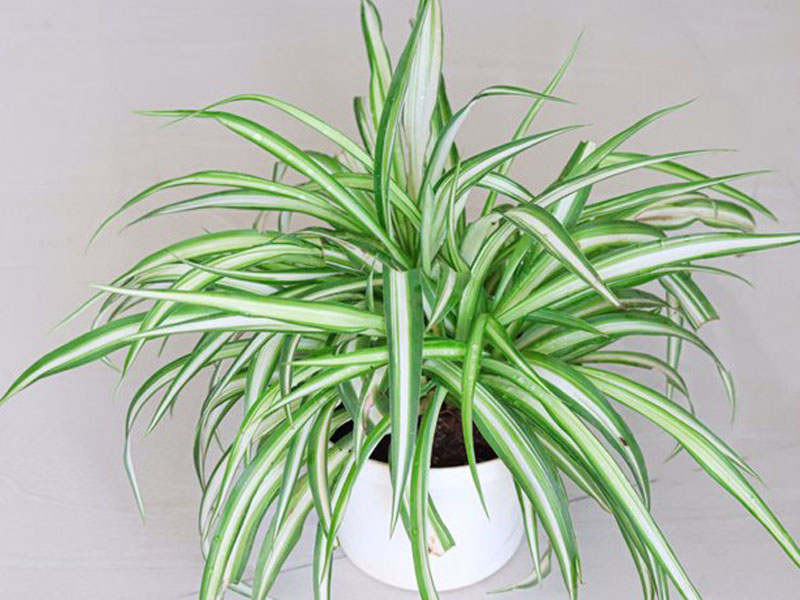 spider-plant-for-greenwall