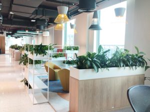 indoor plants installations