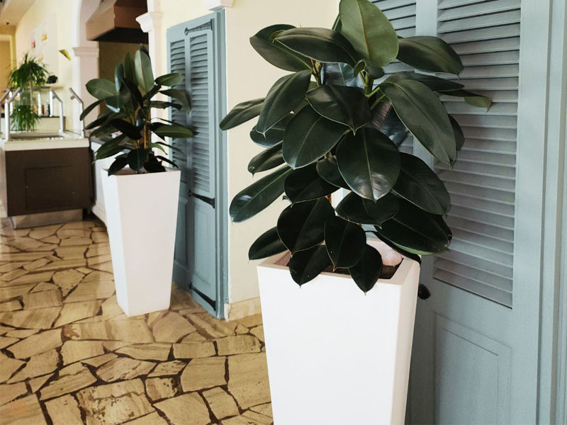 Ficus-Elastica-Transform-Spaces-with-Indoor-Plants