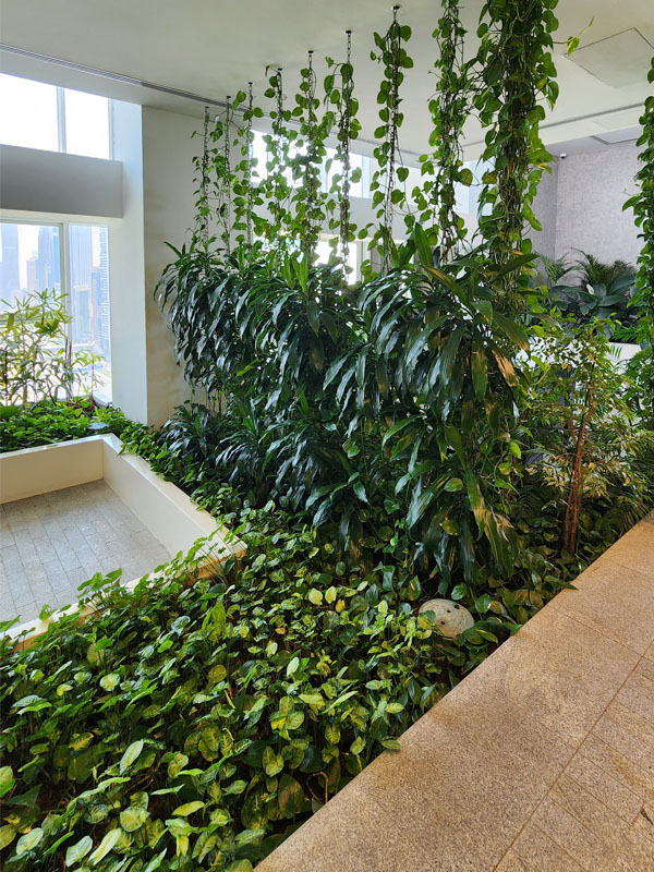 Vines-1-Transform-Spaces-with-Indoor-Plants