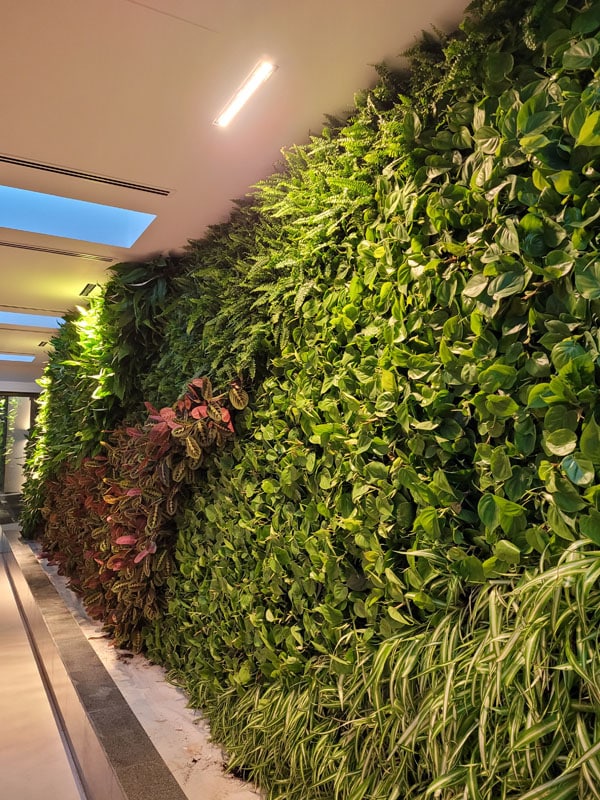 Why Your Green Wall Needs AMC Services to Stay Thriving in the UAE 3 green-walls