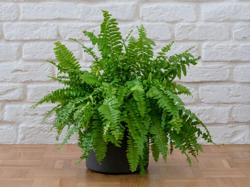 No Light? No Problem. These Green Walls Thrive Without Sunlight 3 Fern