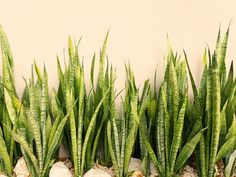 No Light? No Problem. These Green Walls Thrive Without Sunlight 4 Snakeplant