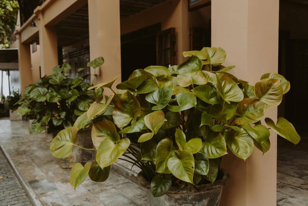 No Light? No Problem. These Green Walls Thrive Without Sunlight 1 Philodendron