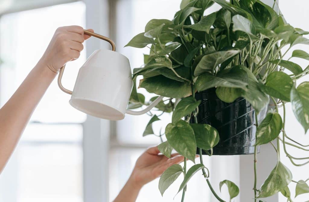 No Light? No Problem. These Green Walls Thrive Without Sunlight 2 Pothos