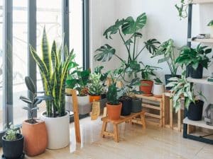 Indoor plant
