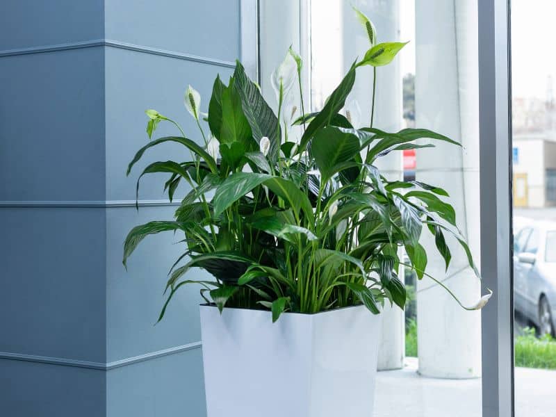 How Indoor Plants Improve Employee Well-being in Dubai Offices 3 Peace lily and snake plants in Dubai office meeting room