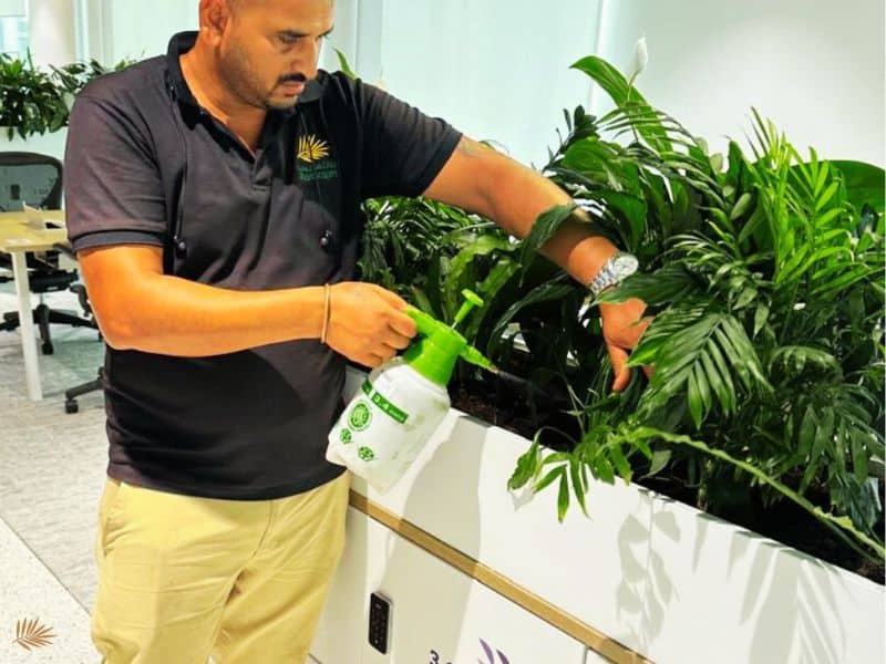 How Indoor Plants Improve Employee Well-being in Dubai Offices 1 Plantscapes team maintaining office plants in reception area