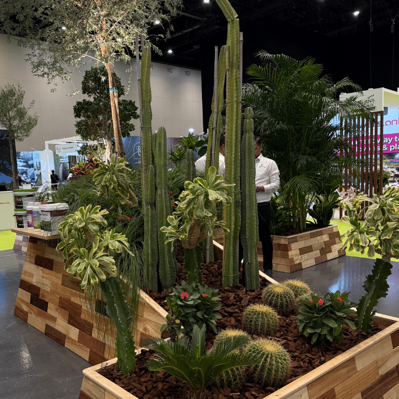 Plant display with cacti and succulents in custom wooden planters at MyPlant & Garden Expo UAE