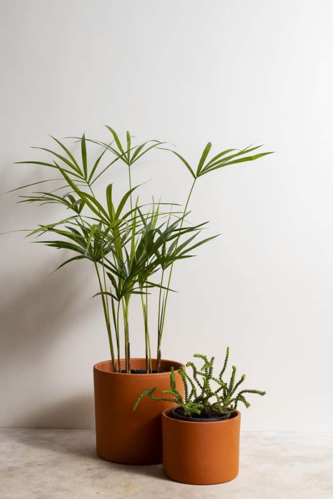 Minimal indoor plant leasing, styled for modern interiors with natural greenery and clean design