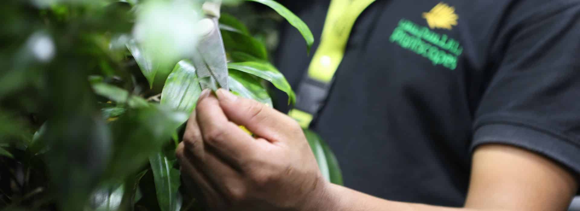 how-often-green-wall-need-maintenance