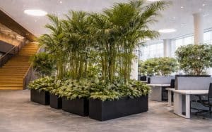 Indoor-plants-for-offices-uae