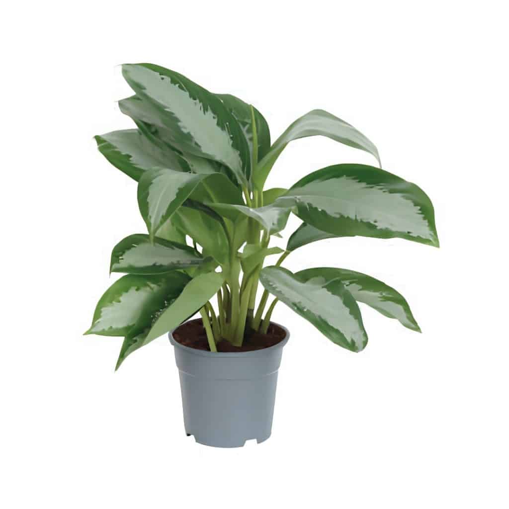 Aglaonema ‘Pattaya Beauty’